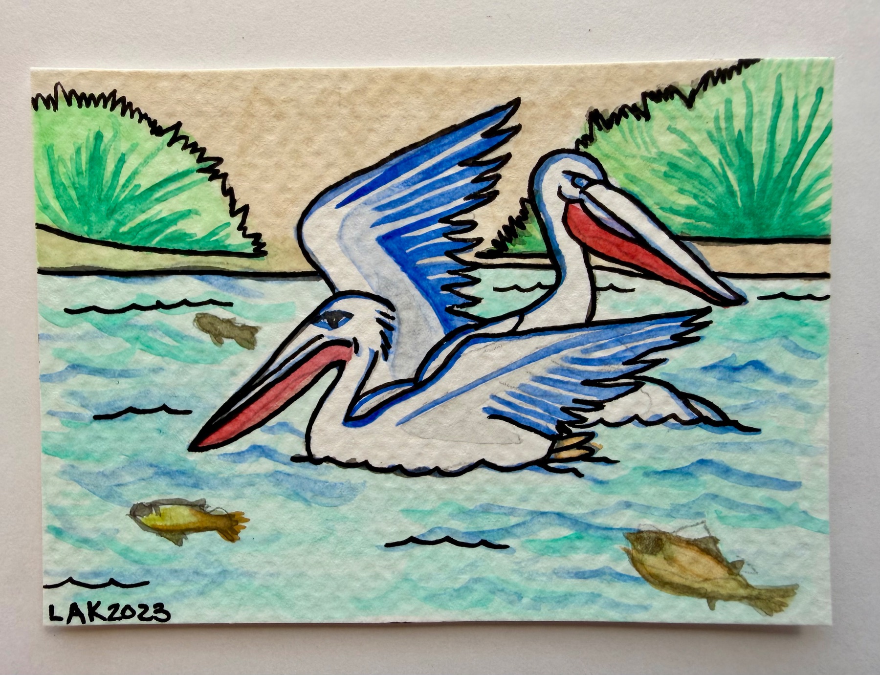 San Francisco Bay Pelicans aceo art card