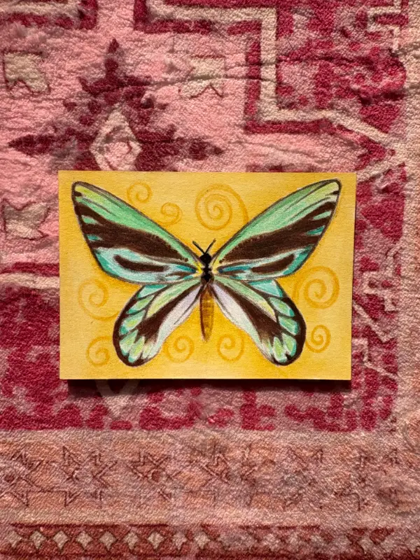 Queen Alexandra's Birdwing Butterfly aceo art card