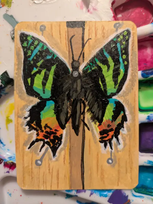 Pinned Madagasca sunset moth aceo art card