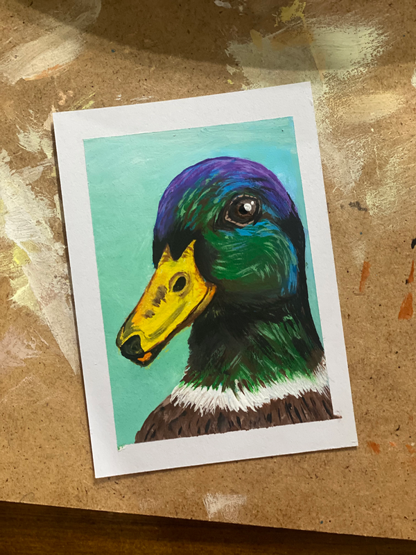 Mallard aceo art card