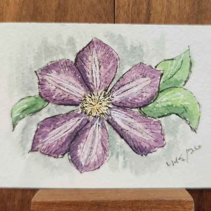 Purple Clematis aceo art card