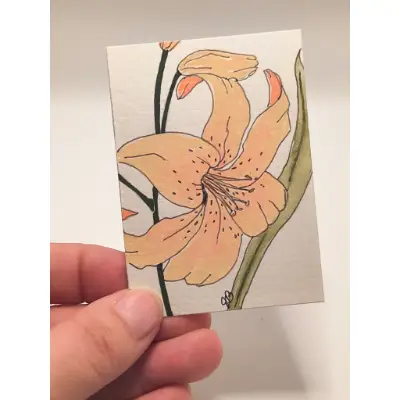 Apricot Lily aceo art card thumbnail 2