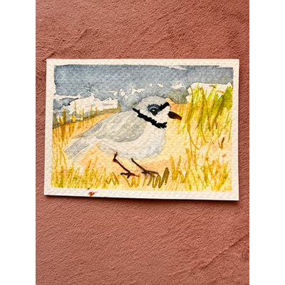 Chonky Plover aceo art card thumbnail 2