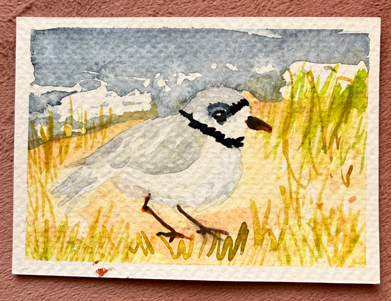 Chonky Plover aceo art card