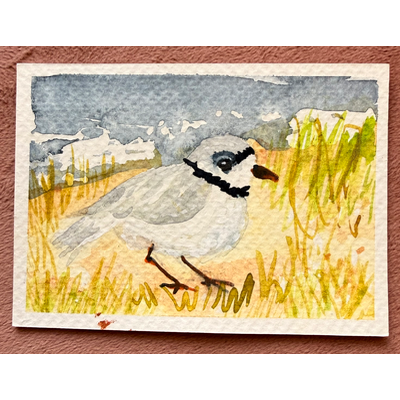 Chonky Plover aceo art card thumbnail 1
