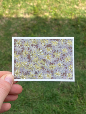 Flower Patch aceo art card thumbnail 3