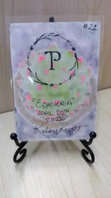 Echeveria - Original Succulent ACEO aceo art card thumbnail 2