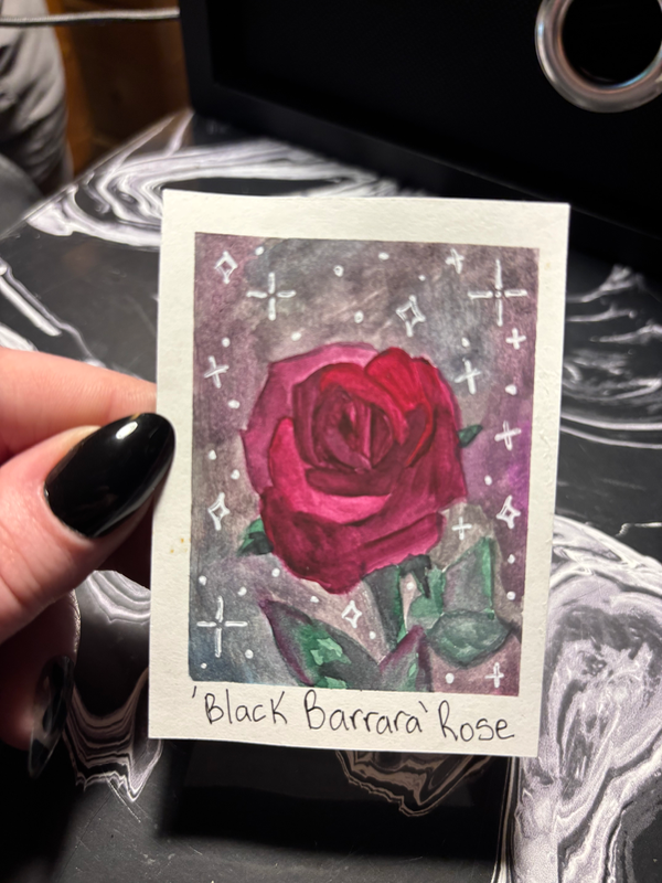 ‘Black Barbara’ Rose aceo art card