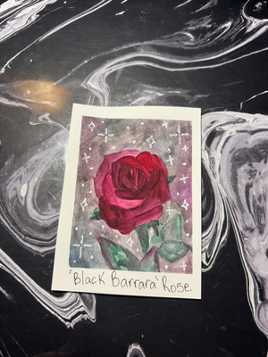 ‘Black Barbara’ Rose aceo art card thumbnail 2