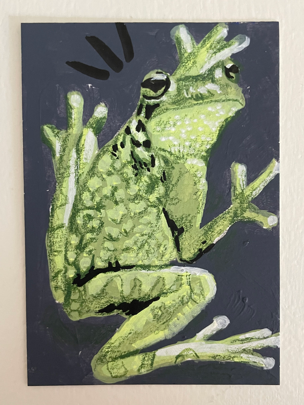 North American Tree Hugger - Frog ACEO by Norah Mae aceo art card