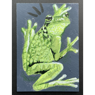 North American Tree Hugger - Frog ACEO by Norah Mae aceo art card thumbnail 3