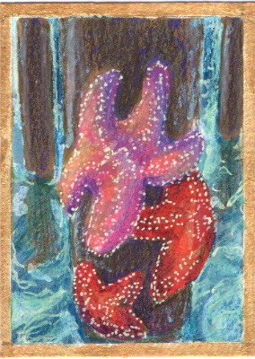 Starfish, Revealed! aceo art card thumbnail 2