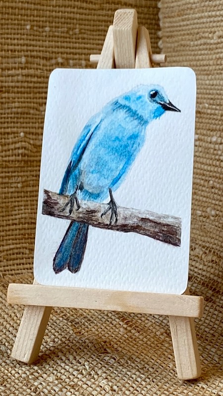 Flycatcher aceo art card