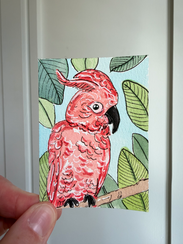 Pink Parrot aceo art card