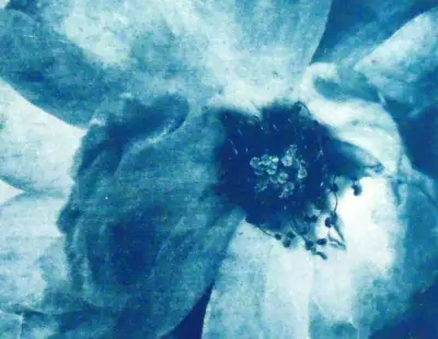 Blue Rose Cyanotype Original Art ACEO aceo art card thumbnail 2