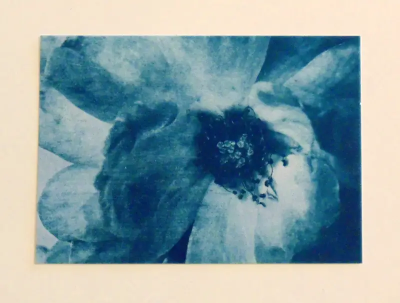Blue Rose Cyanotype Original Art ACEO aceo art card