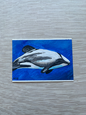 Hector’s Dolphin aceo art card thumbnail 2