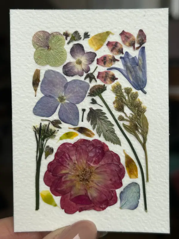 Pressed Flowers #13 (Floral Series) aceo art card