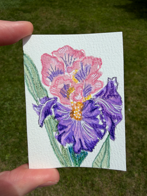 Frilly Iris Flower aceo art card thumbnail 1