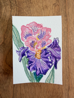 Frilly Iris Flower aceo art card thumbnail 2