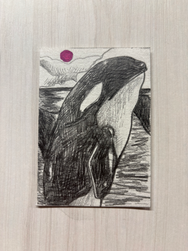 Orca aceo art card