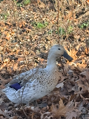 Meadow Duck House Edition 4/7 aceo art card thumbnail 2