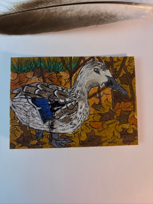 Meadow Duck House Edition 4/7 aceo art card
