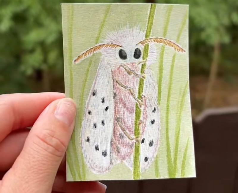 Fuzzy moth aceo art card