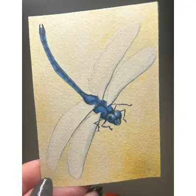 Blue Dragonfly aceo art card thumbnail 1