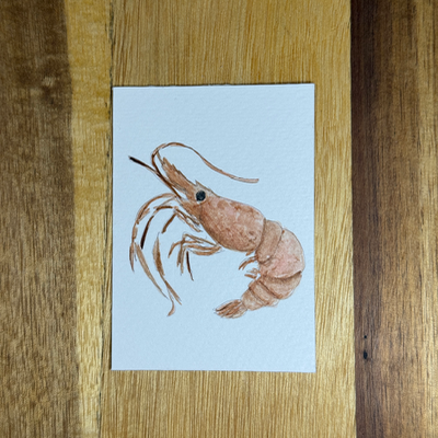 ACEO Watercolor, Seafood, Shrimp, Original, 3.5x2.5in, By Lark Watercolor and Art aceo art card thumbnail 3