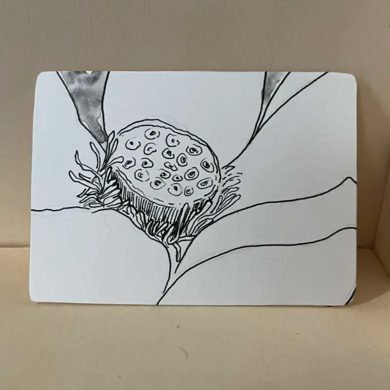 botanical lotus study aceo art card