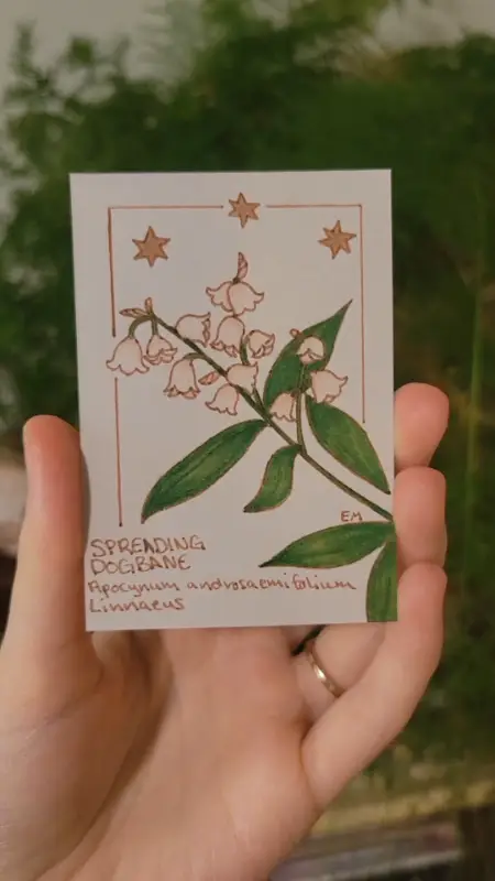 Spreading Dogbane Flower aceo art card