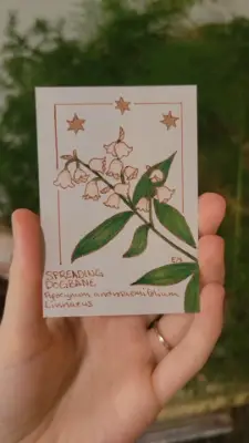 Spreading Dogbane Flower aceo art card thumbnail 1