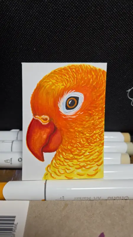 Sun Conure aceo art card