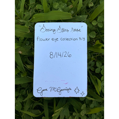 Seeing Stars Rose aceo art card thumbnail 2