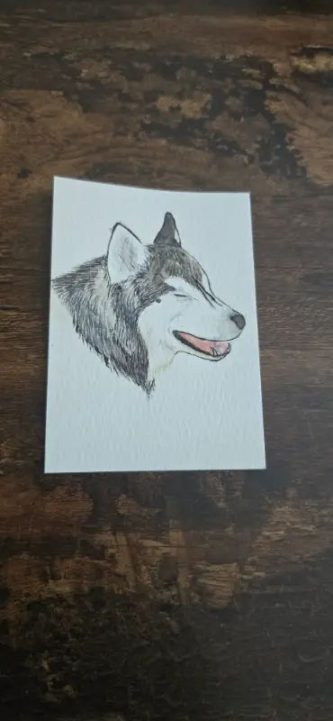 Siberian Husky aceo art card