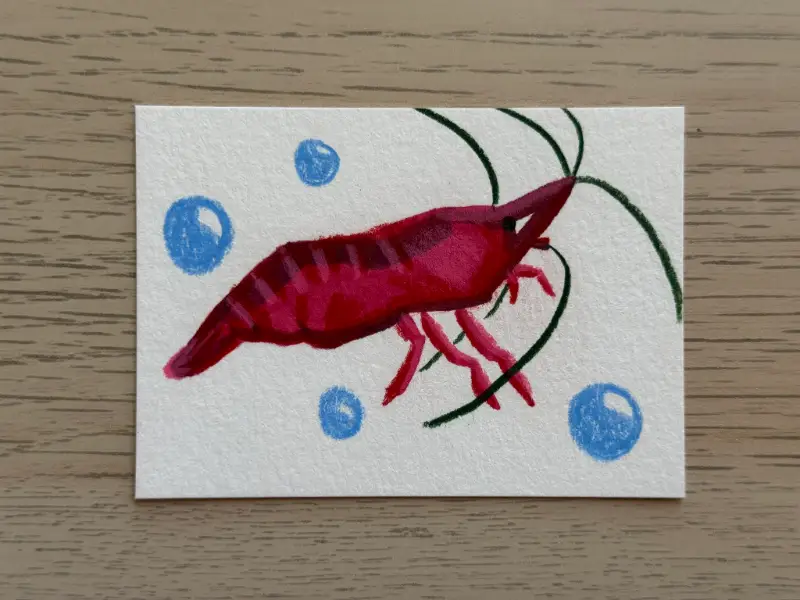Cherry Shrimp aceo art card
