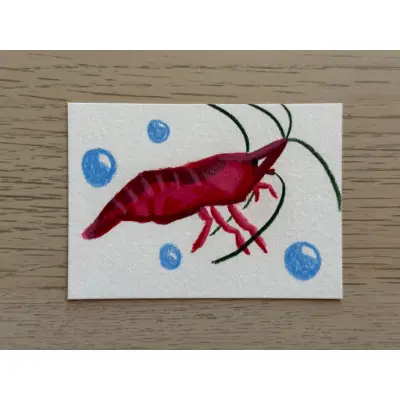 Cherry Shrimp aceo art card thumbnail 1