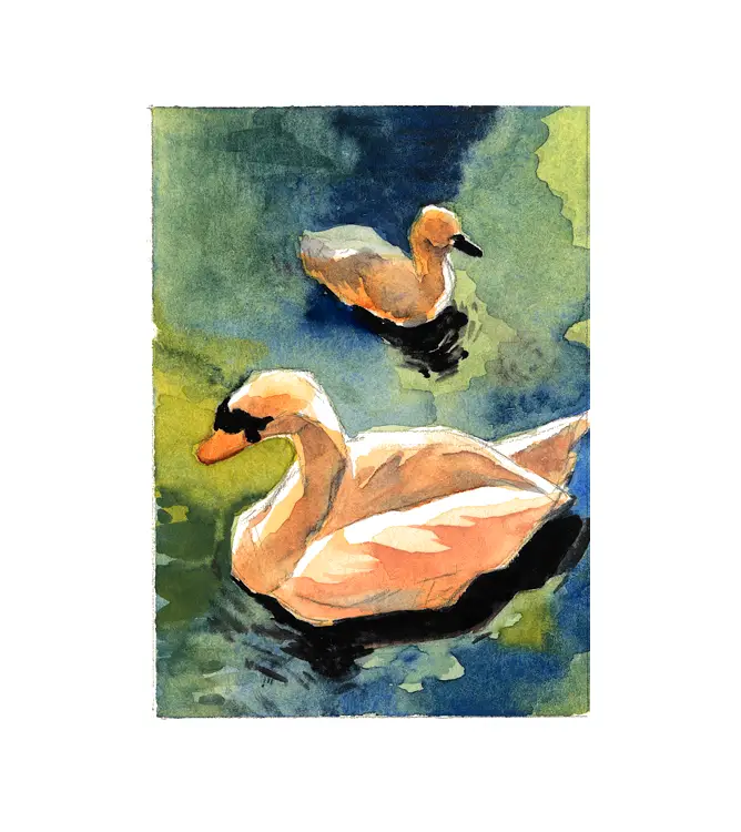 Swans in Lucerne #2, Watercolor aceo art card