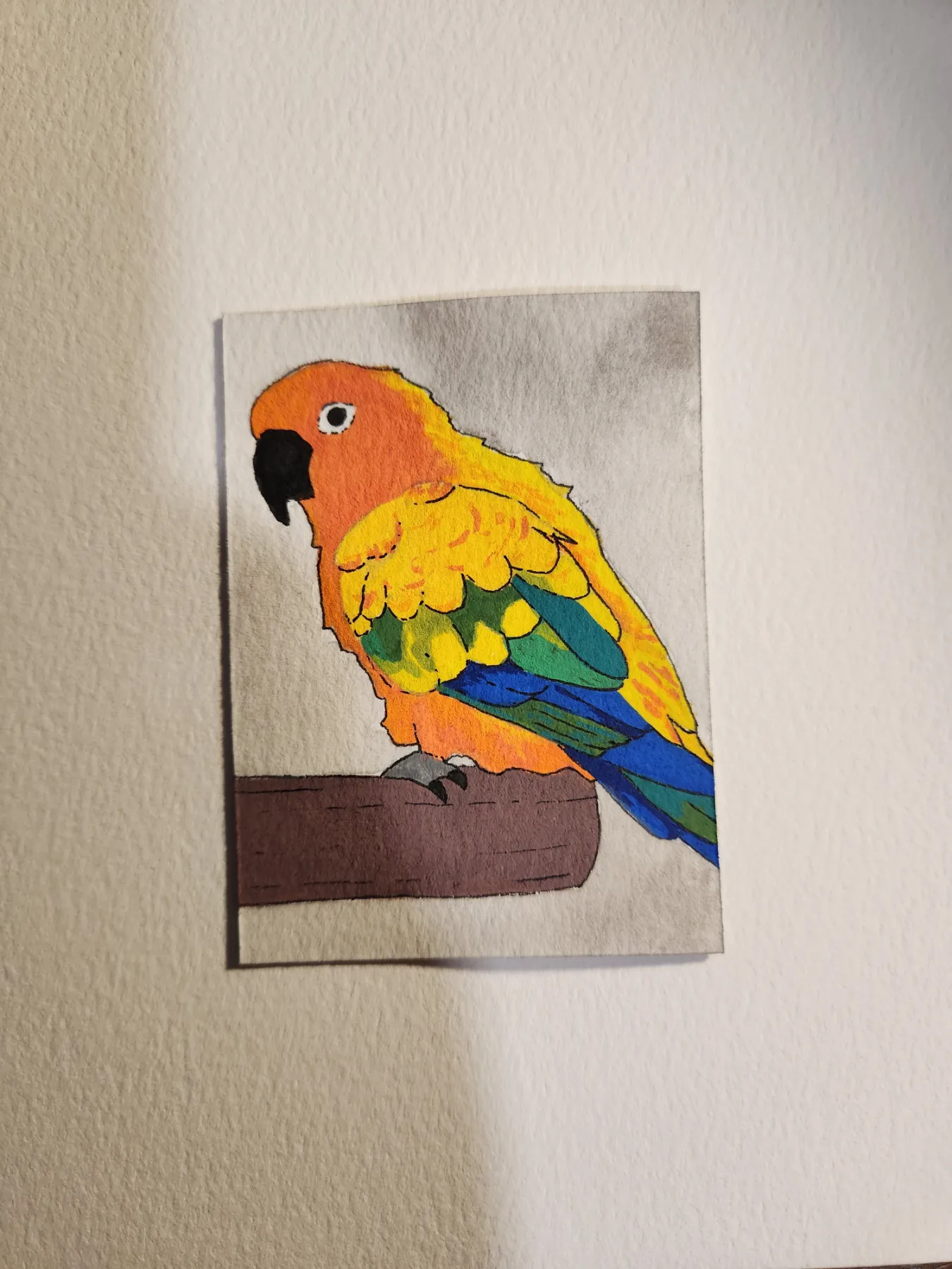 Sun Conure aceo art card