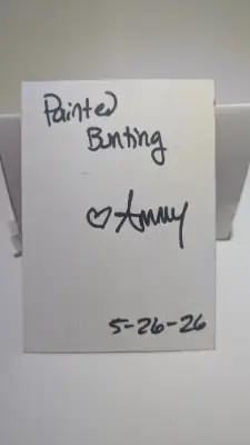 Painted Bunting aceo art card thumbnail 2