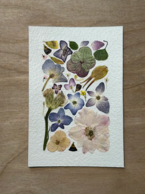 Pressed Flowers #1 aceo art card