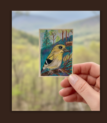 Goldfinch on a Limb - Colored Pencil and Ink on Stonehenge Paper ACEO aceo art card thumbnail 2