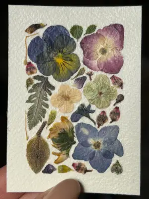 Pressed Flowers #10 aceo art card thumbnail 2