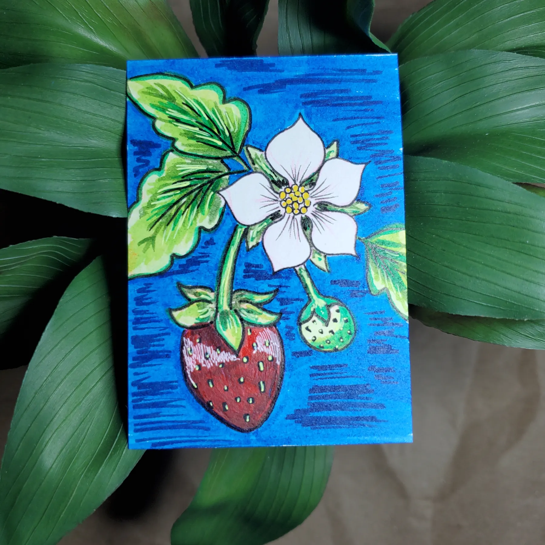 Strawberry Stages aceo art card
