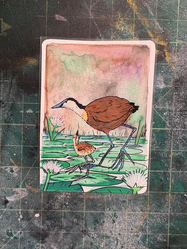 African Jacana aceo art card