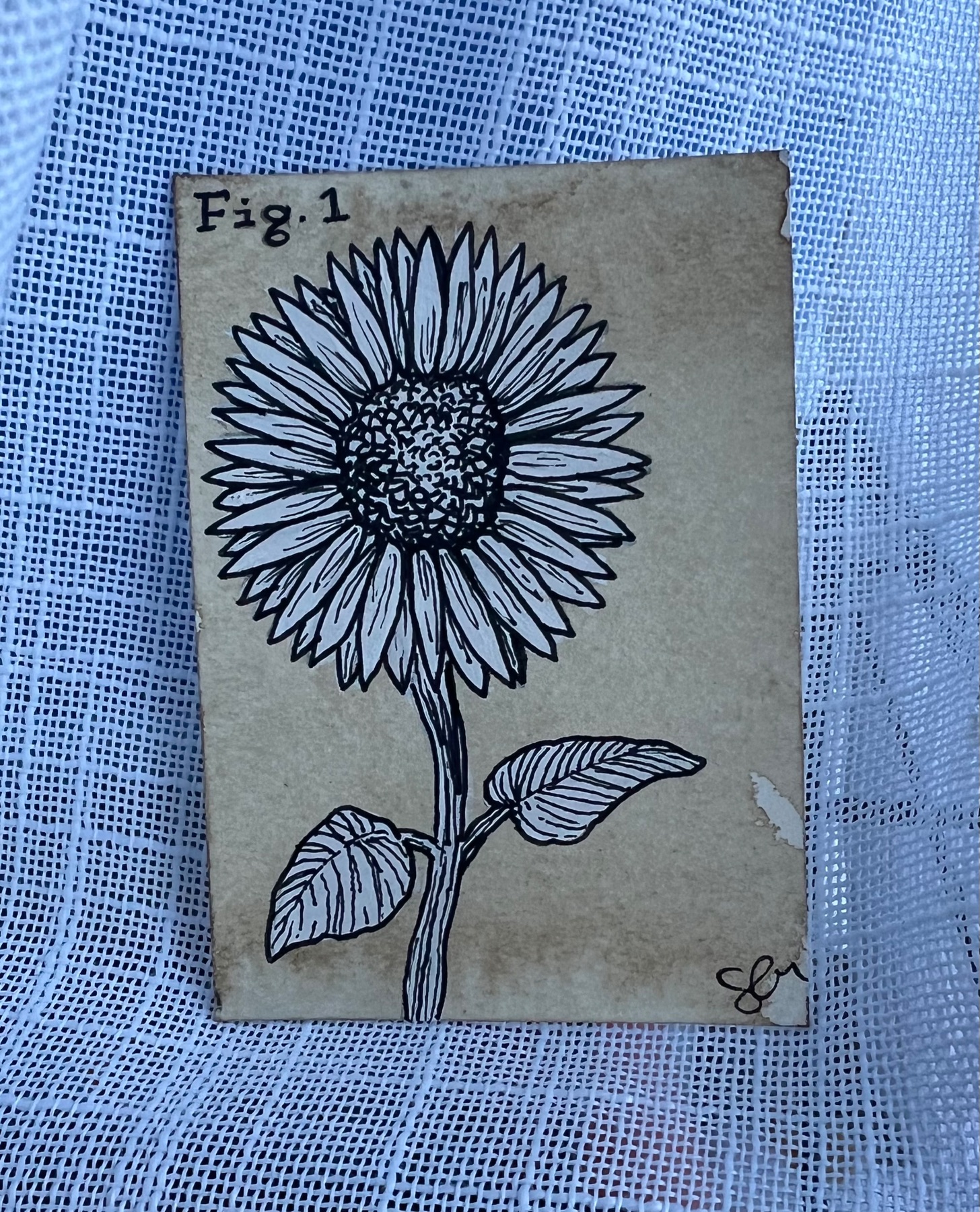 Scientific Sunflower aceo art card