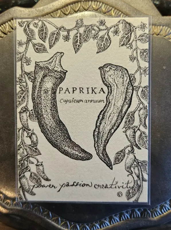 PAPRIKA Scientific Name & Common Uses Witchy Herbs Collection 2/12 aceo art card