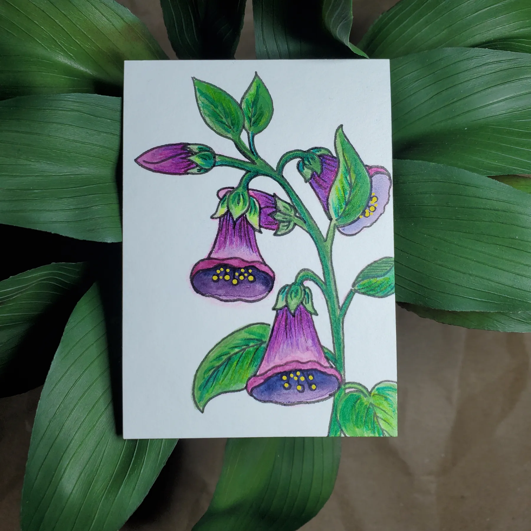 Bellflower aceo art card