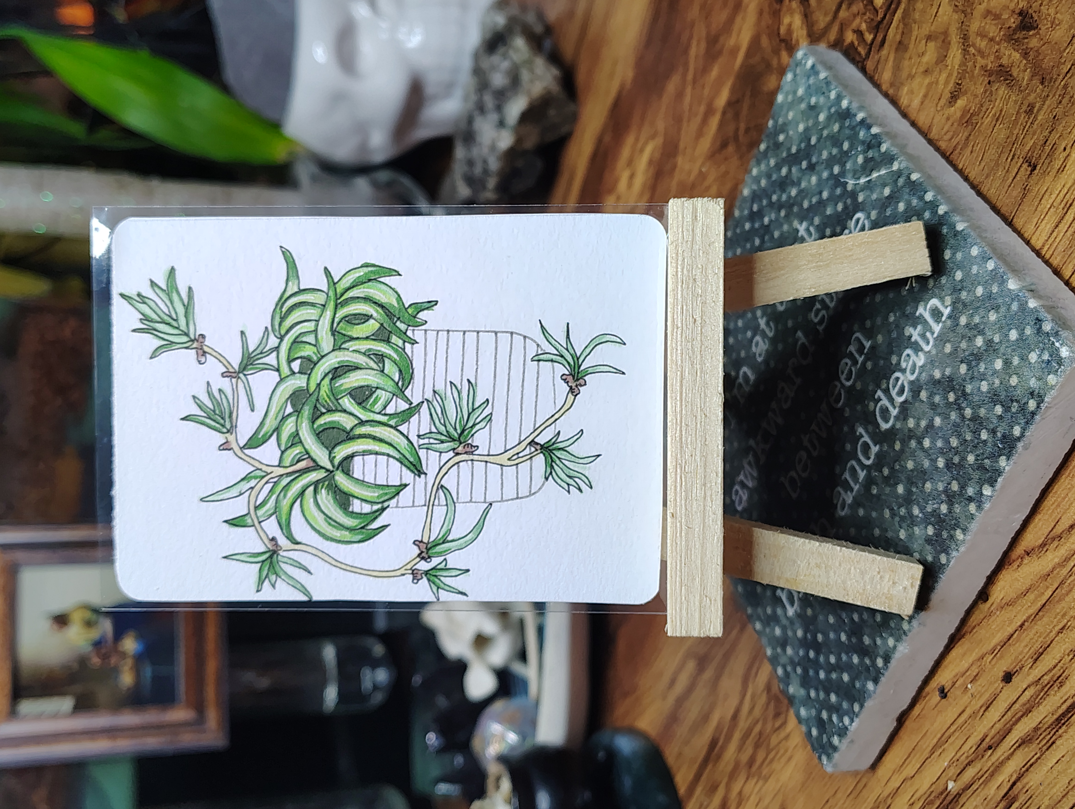 Beneficial Botanicals 3/8: Spider Plant aceo art card thumbnail 1